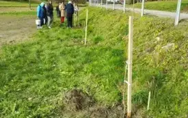 Galeria aktualności Wzbogacamy przyrodę Podkarpacia - Sadzenie roślin miododajnych na terenie gminy Wiśniowa 2