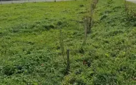 Galeria aktualności Wzbogacamy przyrodę Podkarpacia - Sadzenie roślin miododajnych na terenie gminy Wiśniowa 3